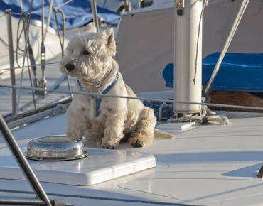DOG ON A BOAT