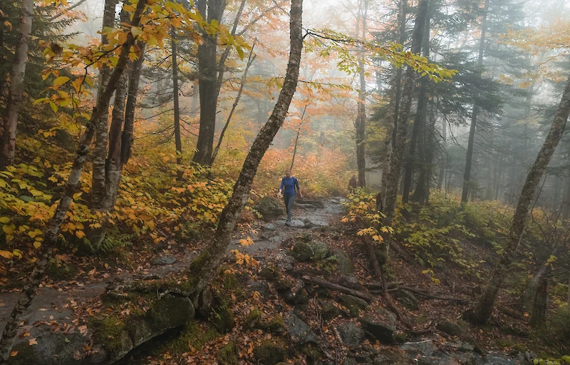 Main image linking to post titles: Where to Try Forest Bathing This Fall