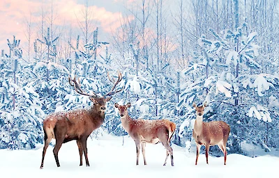 Main image linking to post titles: Get Up Close & Personal With Elks On A Jackson Hole Sleigh Ride