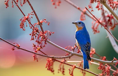 Main image linking to post titles: Boost Your Mood With Native Birdsong On Your Travels