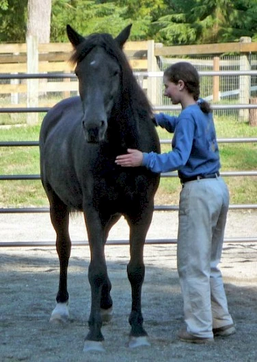 Una persona con camisa azul y pantalones blancos toca un caballo negro en un área exterior vallada, rodeada de vegetación y árboles.
