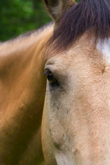 La imagen muestra un primer plano de la mitad de la cara de un caballo, centrándose en su ojo, con vegetación en el fondo borroso.