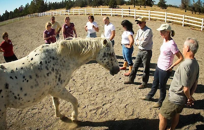 Main image linking to post titles: How Horses Can Teach Us Emotional Intelligence And Effective Leadership