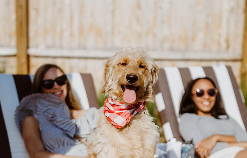 Main image linking to post titles: Vacation Destinations Your Dog Will Love