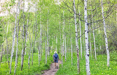 Main image linking to post titles: Forest Retreats for Reconnecting with Nature