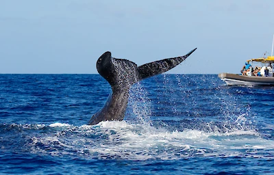 Main image linking to post titles: Five amazing destinations for whale watching